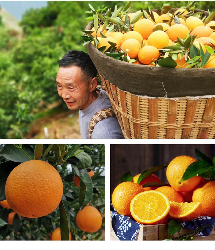五个农民湖北秭归脐橙伦晚橙5斤装崔永元真选江边高山甜橙新鲜水果