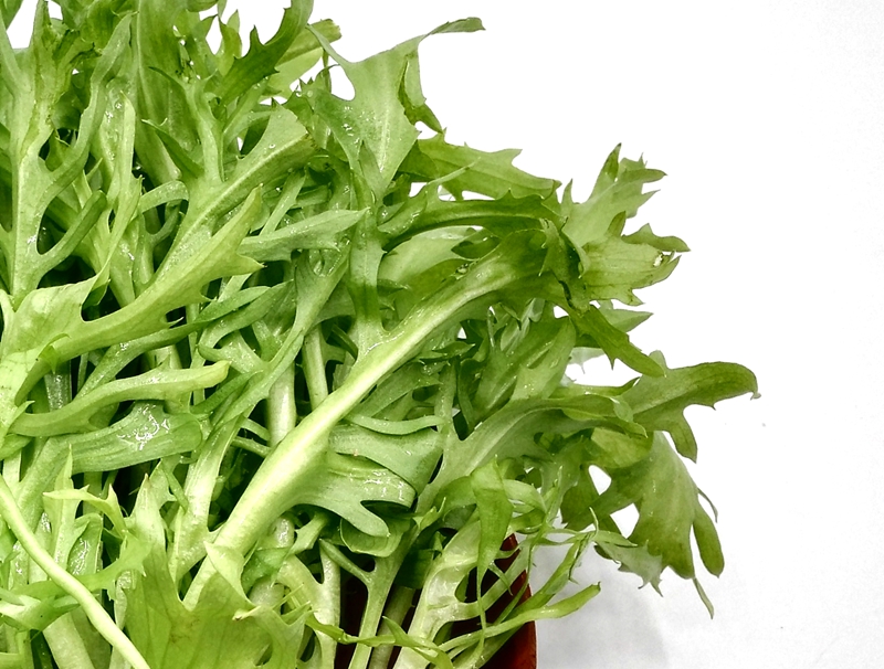 芝麻菜250g新鲜蔬菜菜沙拉菜西餐生菜日天生鲜可开发票