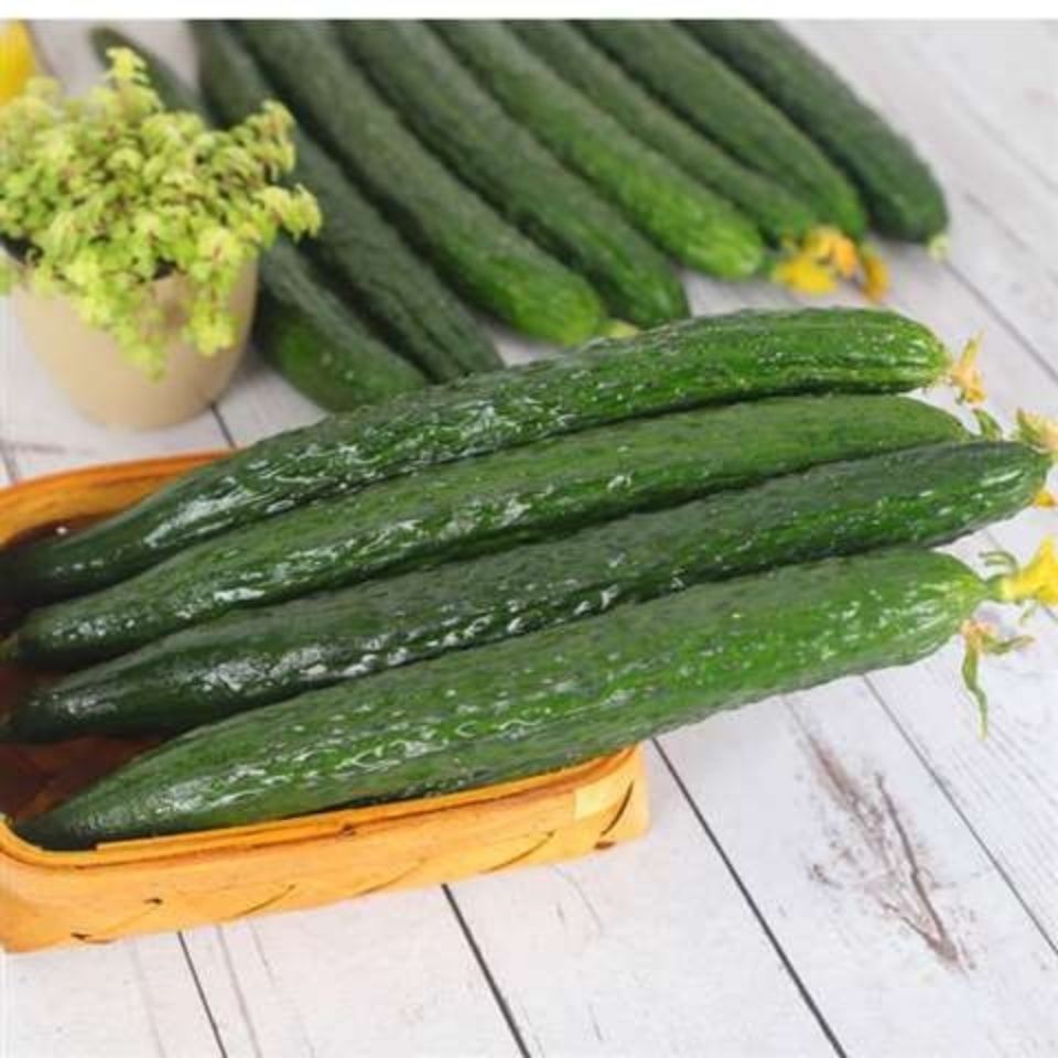 赛卡伊山东新鲜黄瓜水果黄瓜新鲜现摘优质青瓜批发5斤清脆爽