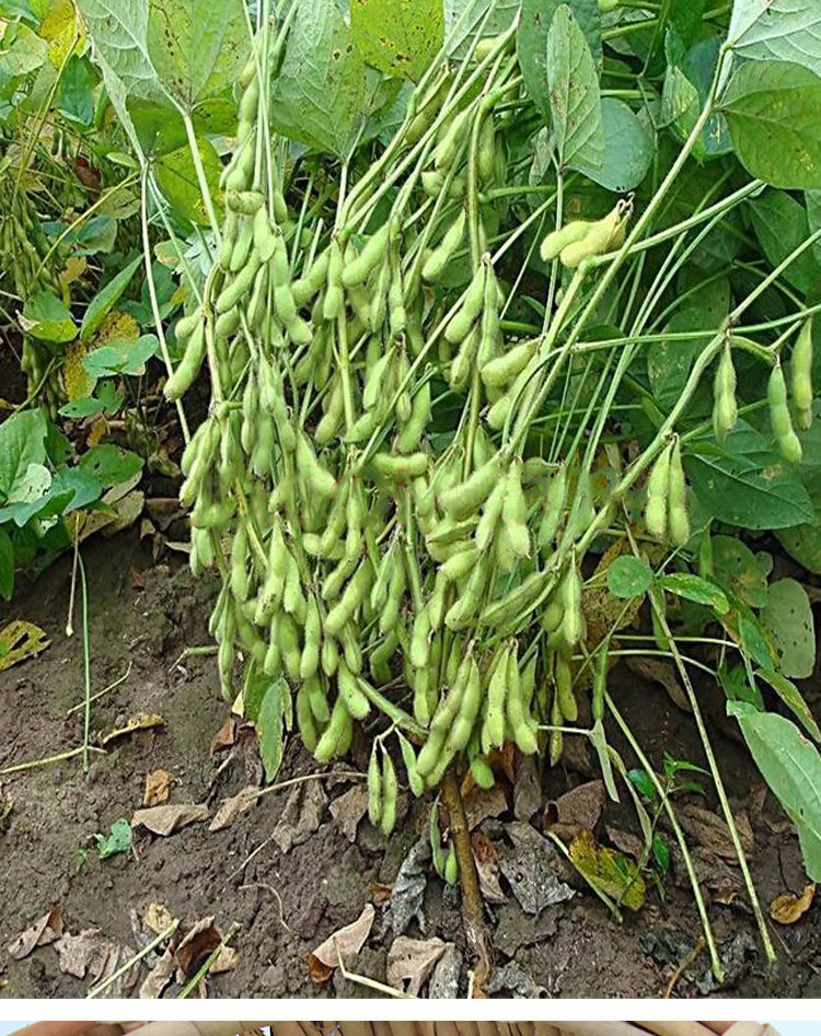 蔬菜种子早熟毛豆种籽黄豆早毛豆高产菜毛豆大青大豆四季春季蔬菜种子