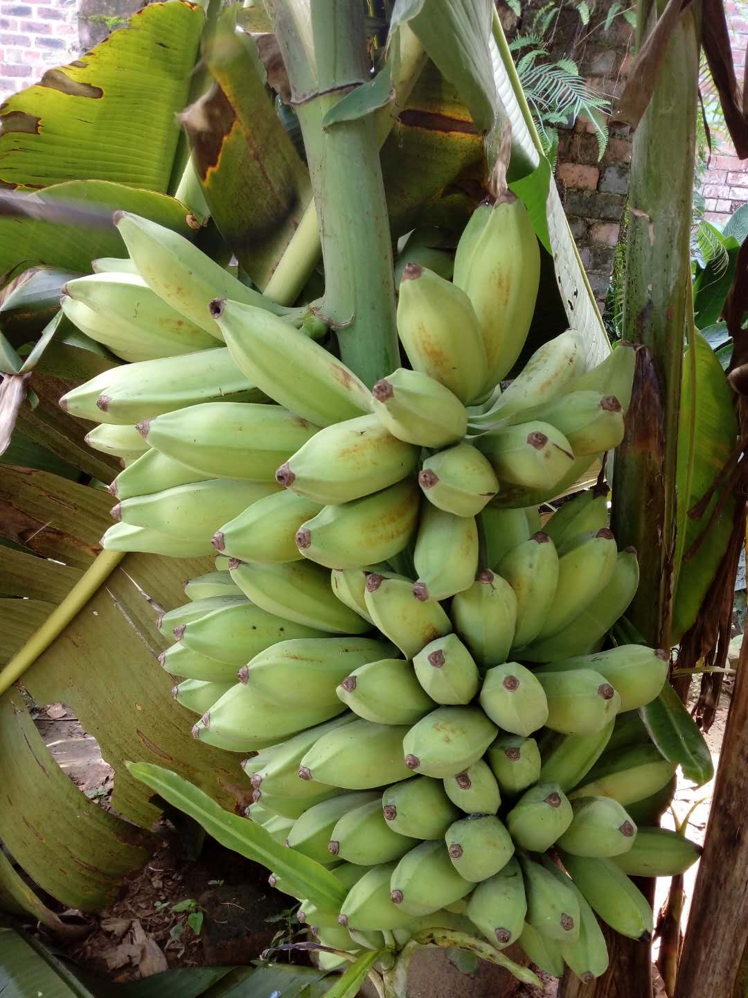 新鲜香蕉芭蕉10斤酸甜牛蕉芭蕉牛角蕉9斤净重非小米蕉粉蕉