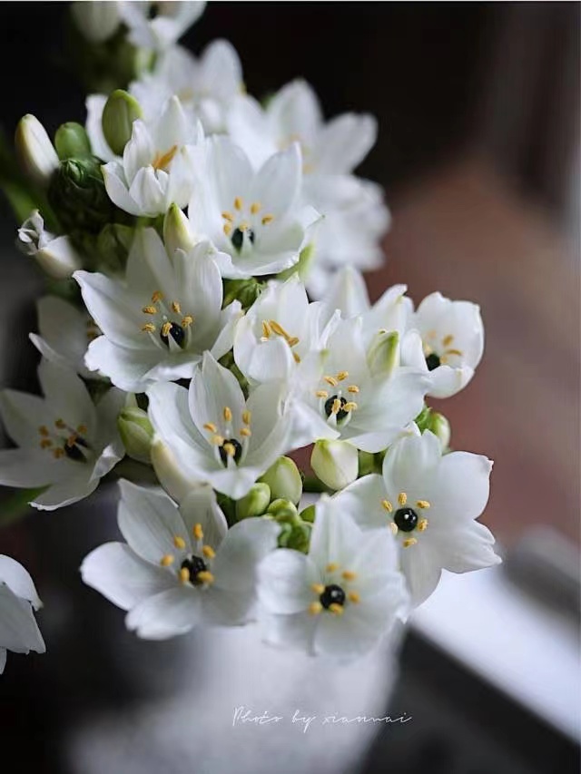 秋麦大花雀梅国产圣心百合多年生球根花卉庭院阳台种植3棵装中号球