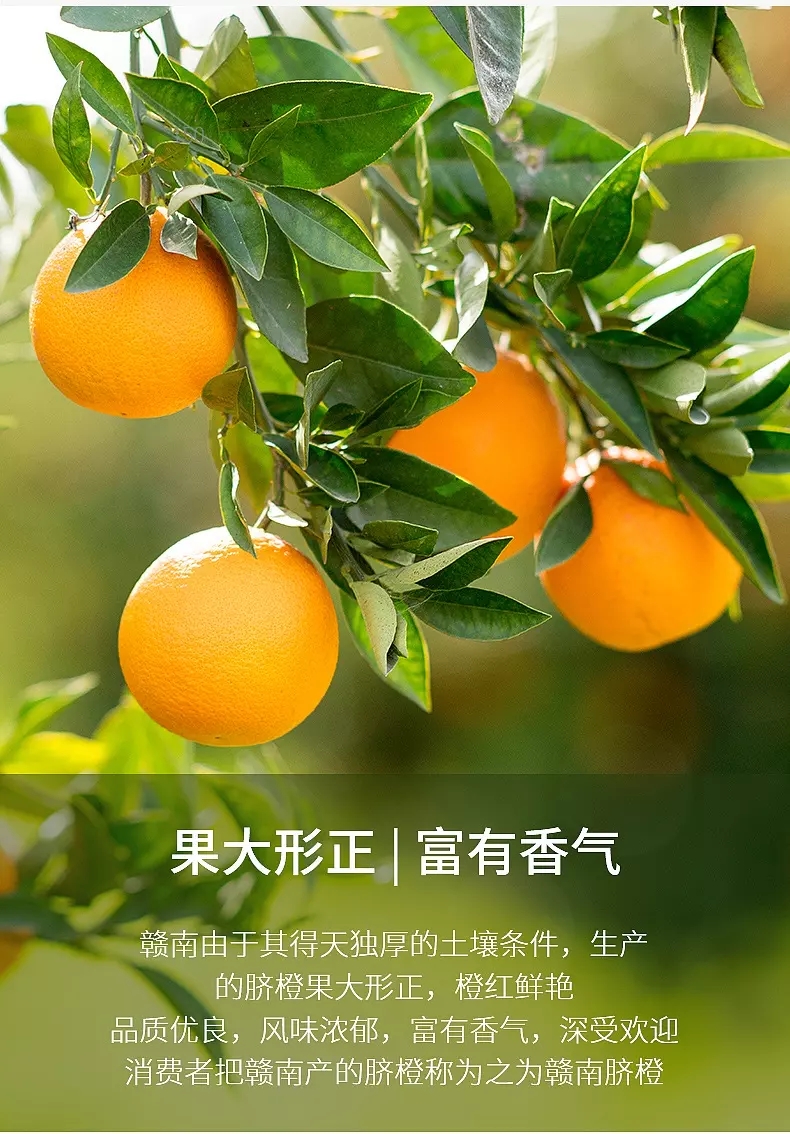 脐橙正宗产地在哪里(脐橙哪里出名)