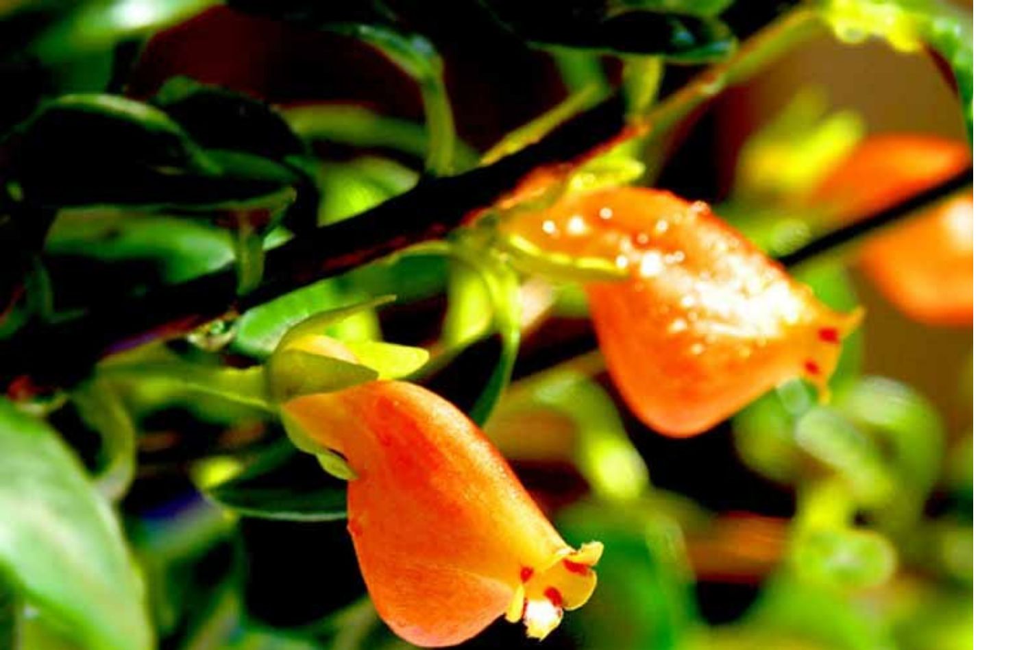 金鱼吊兰金边金心吊兰家居办公室内盆栽吸甲醛净化空气绿萝植物