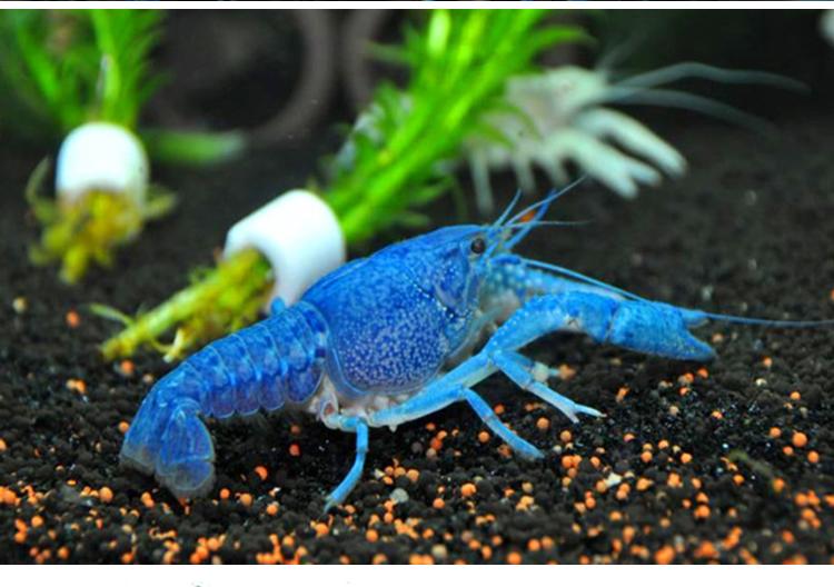 鳌虾白色鳌虾佛兰天空蓝魔活体虾观赏虾活体宠物蓝色小鳌虾红鳌虾23