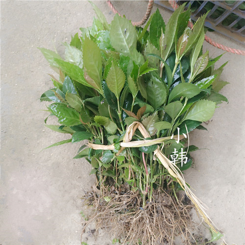 草珊瑚苗草珊瑚种苗肿节风接骨木观音