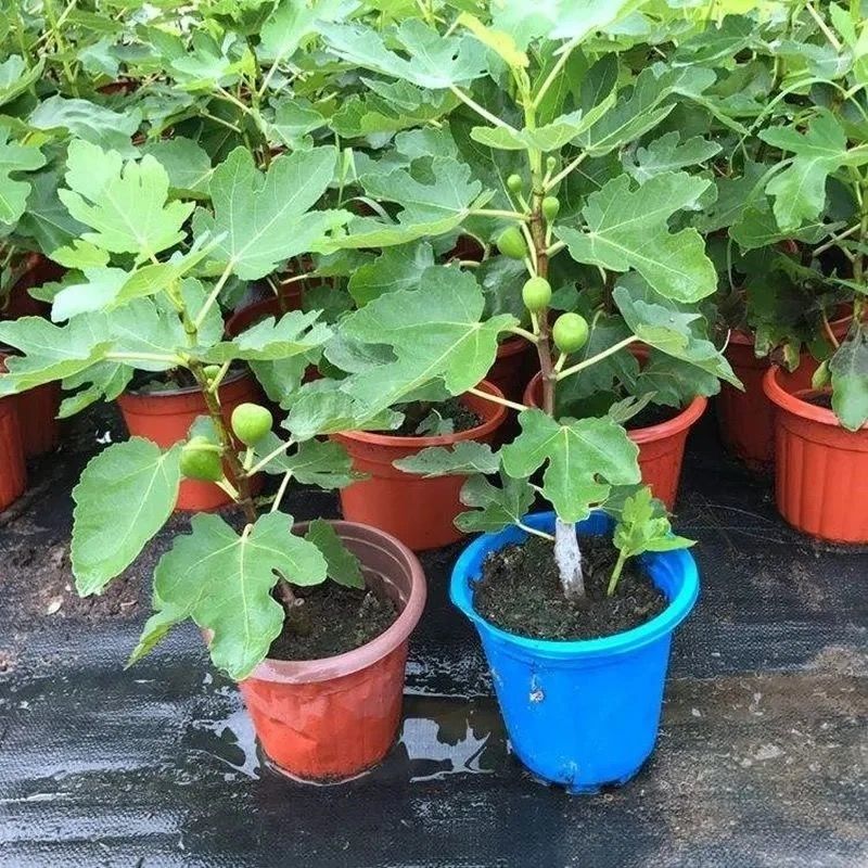 无花果树苗矮化盆栽地栽树苗南北方种植阳台室内四季当年结果苗黑爵士