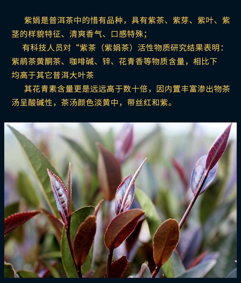 茗纳百川2019年紫娟 云南普洱茶茶叶饼茶 紫鹃小饼普洱生茶200克