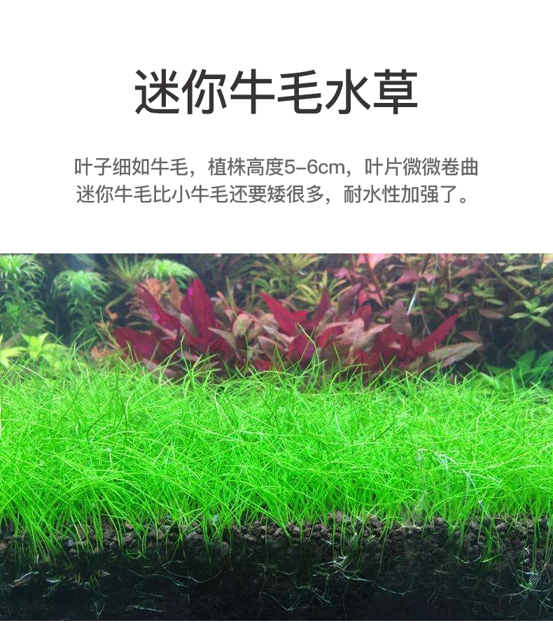 牛毛草水草种植教程图片