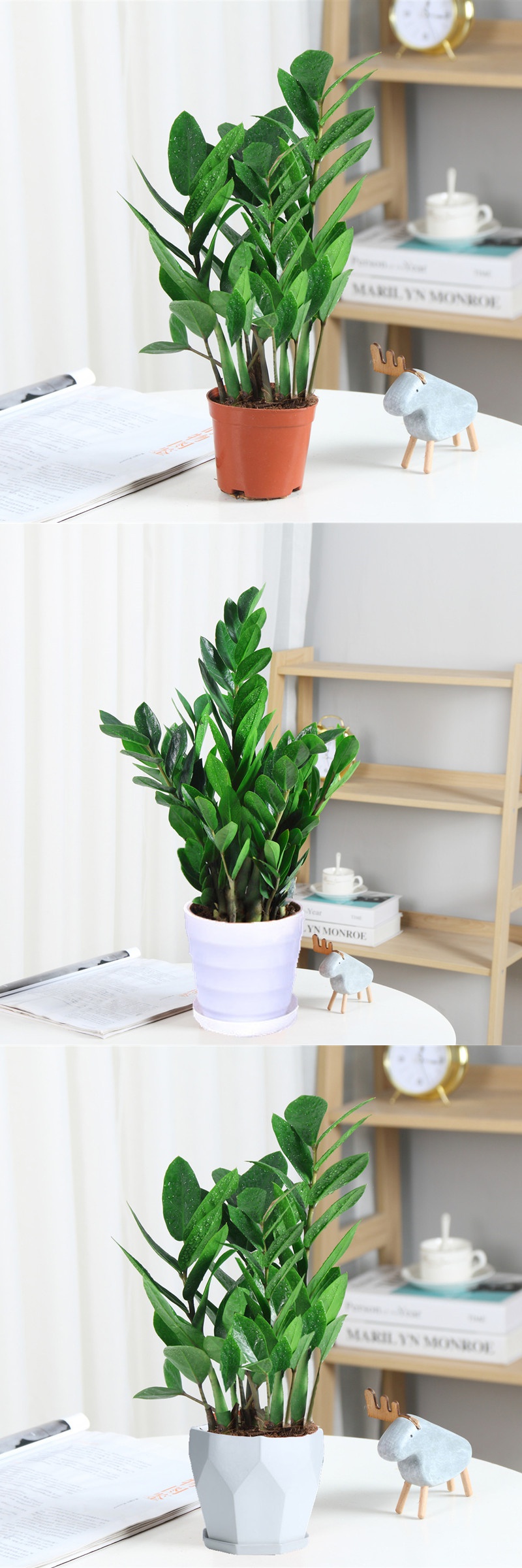 金钱树盆栽植物室内花卉客厅四季常青好养绿植大钱串子招财发财树