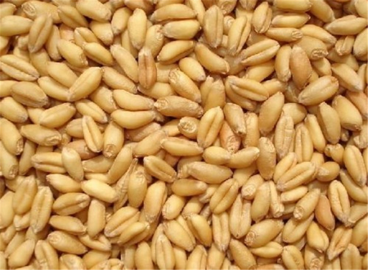 子喧出售农家自产小麦种子燕麦荞麦大麦小米谷种子燕麦种子一斤