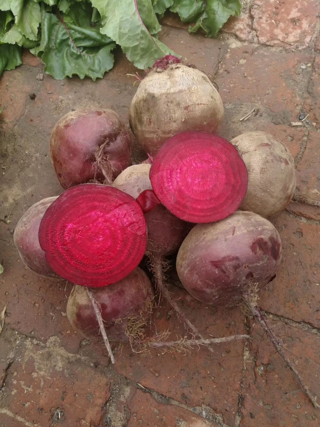 甜菜根新鲜现挖5斤甜菜头紫菜头红甜菜农产品蔬菜红菜头萝卜