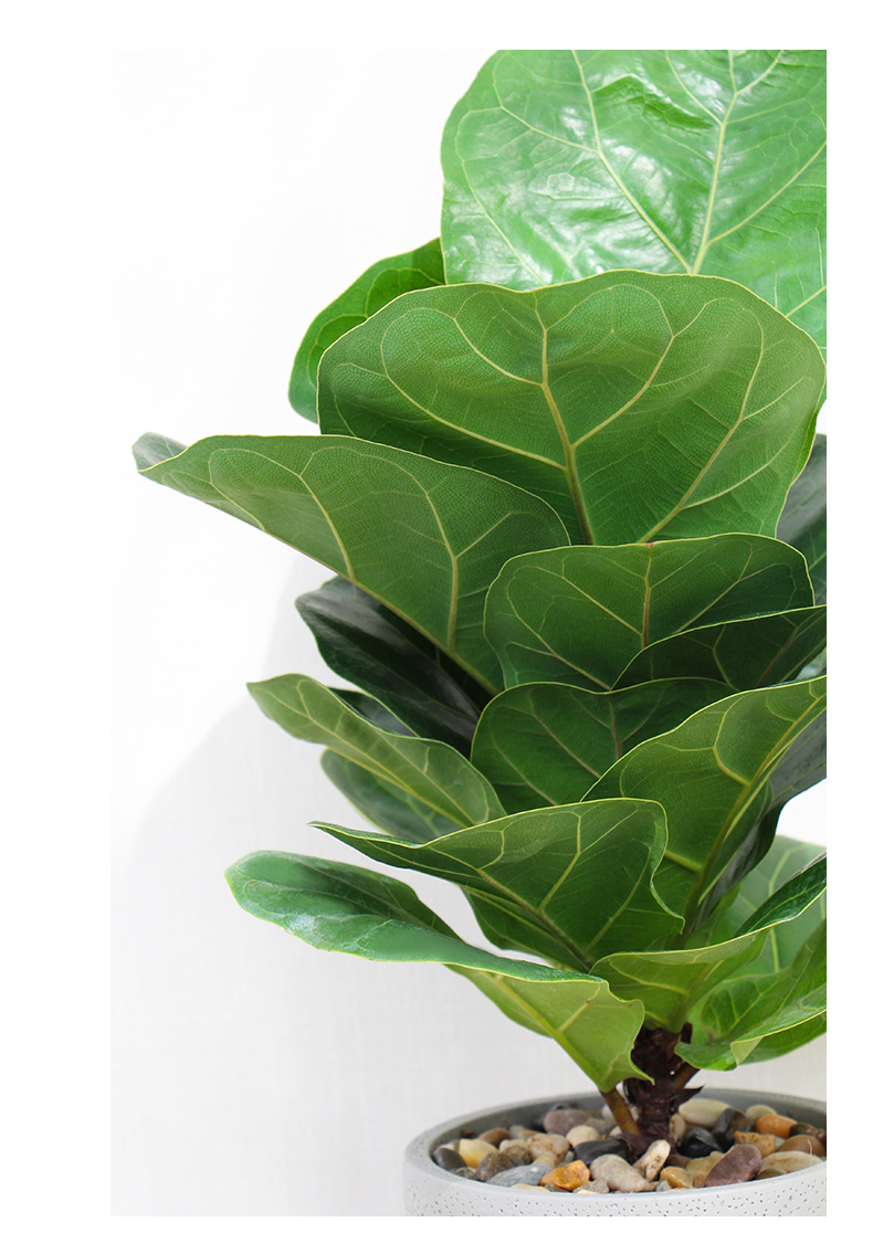 琴叶榕盆栽大叶植物室内办公室绿植花卉水培四季绿色琴叶榕小盆景