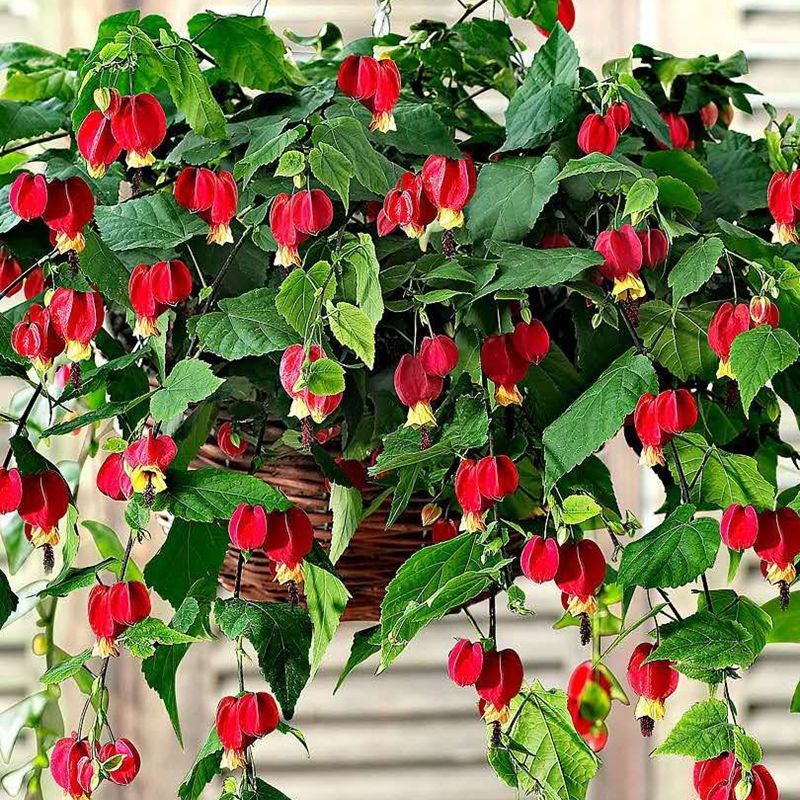 《蔓性风铃花灯笼花盆栽 爬藤植物四季开花 好养易活阳台庭院带花苞