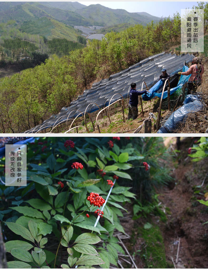 鲜人参长白山人参山地参煲汤鲜参小生参人生湿参东北新鲜人叁泡酒