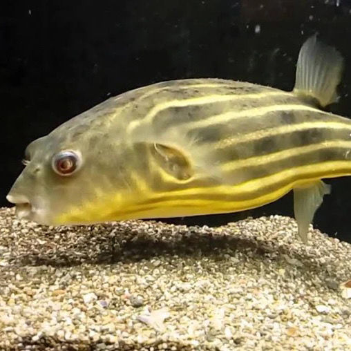 大斑马狗头9厘米生气鱼鼓肚鱼大型河豚潜水艇凶猛热带宠物淡水大斑马