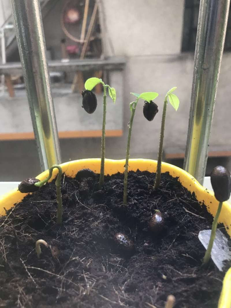 子暄南方热带水果释迦种子番荔枝种子赖球果佛头果阳台庭院果树种子