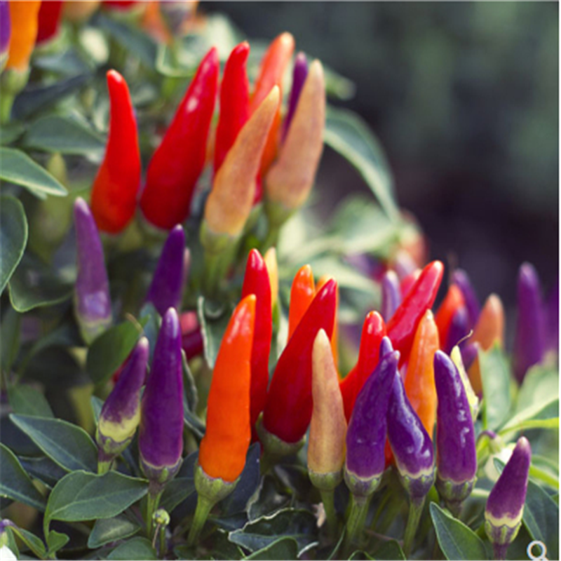 多彩小尖椒种子彩色朝天椒观赏七彩辣椒种籽四季盆栽五彩椒籽种孑