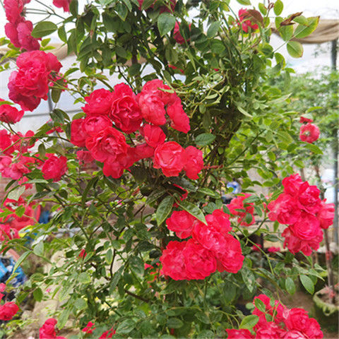 四季红木香花苗爬藤植物甜蜜白黄木香花苗盆栽花攀爬浓香红色