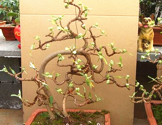 吉祥植物爱情树金腰带结香花苗结