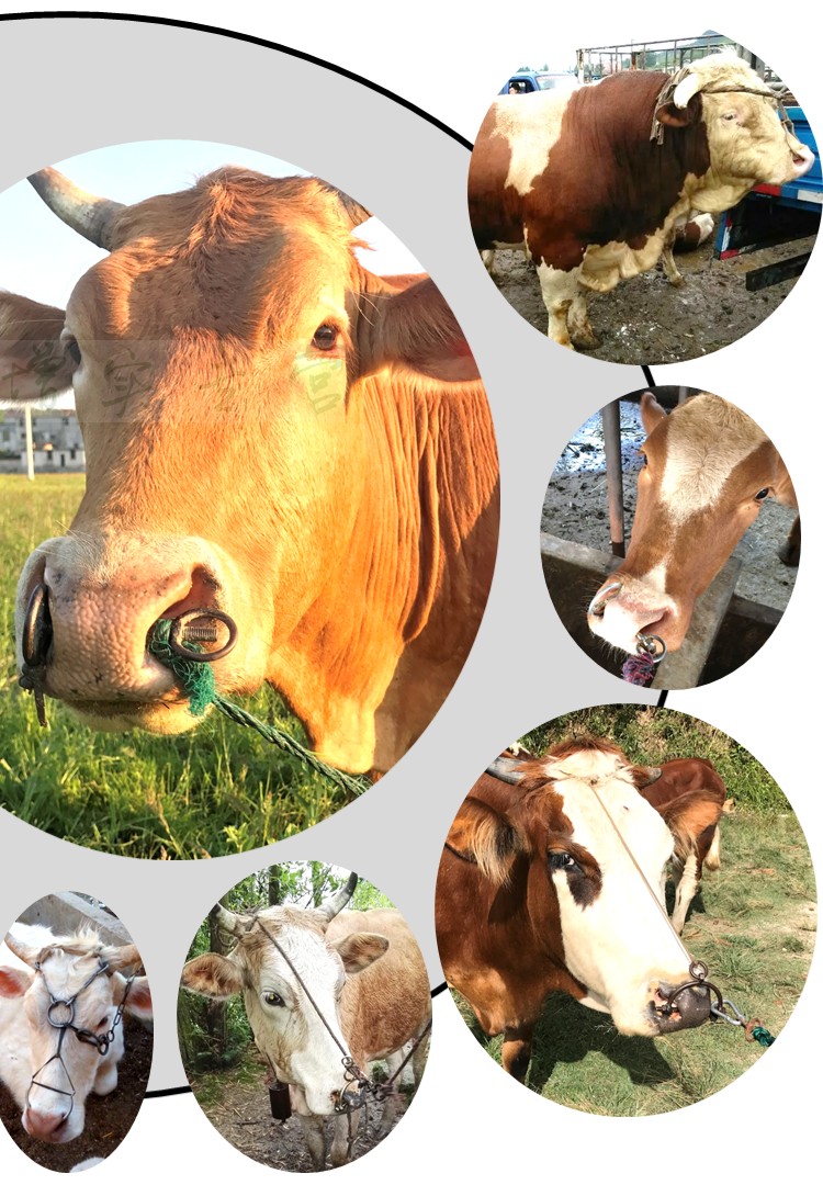 新款牛鼻环牛鼻圈拴栓牛用畜牧养殖旋转转环扣牛鼻子牵引扣穿孔钳