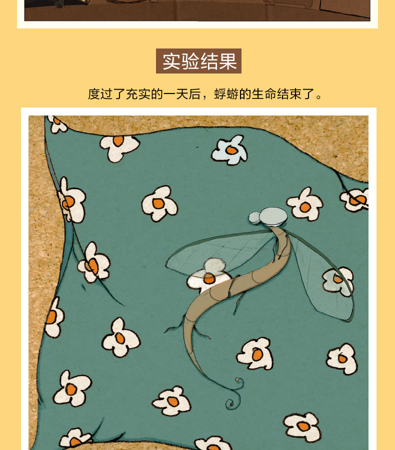 [颜系图书]蜉蝣的一生 精装海豚绘本花园 生命教育自然儿童0-3-4-6岁