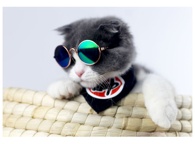 一张带圆墨镜的猫图片图片