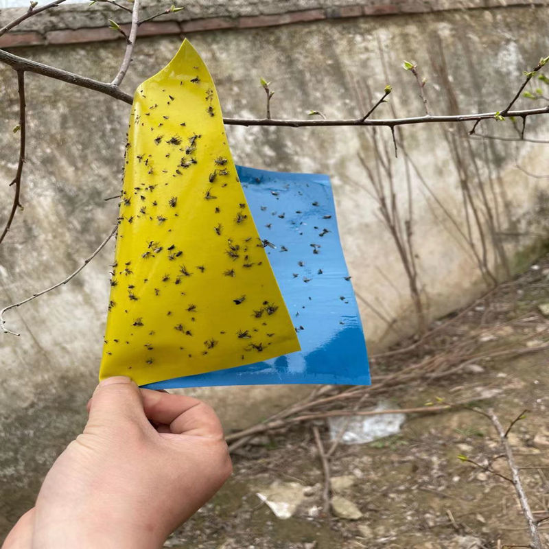 《黄蓝一体双面粘虫板诱虫板大棚蔬菜果园瓜果有效灭飞虫蓟马粘虫贴