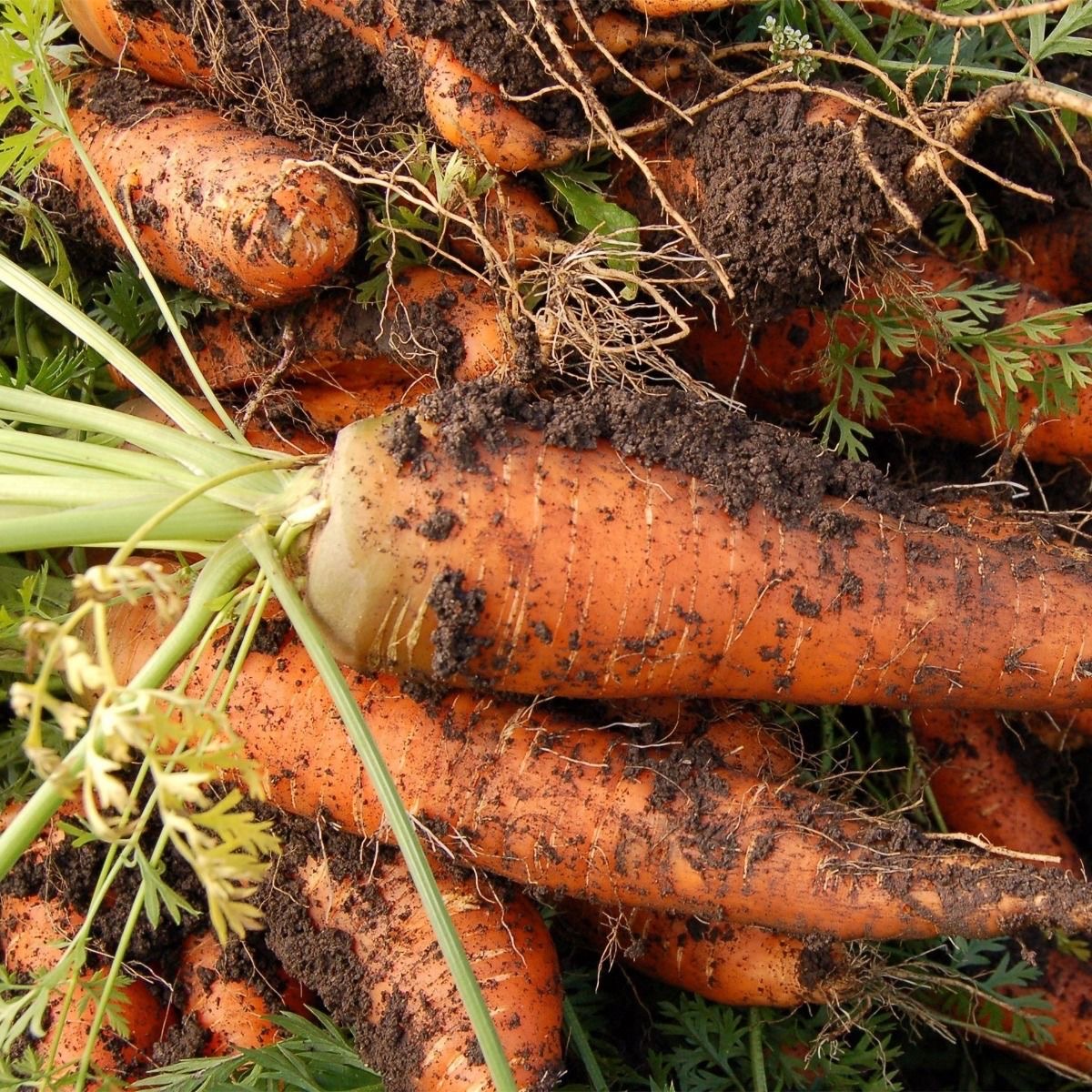 【72小时发货】新鲜胡萝卜5斤带泥装新鲜蔬菜沙地红萝卜农家自种团购