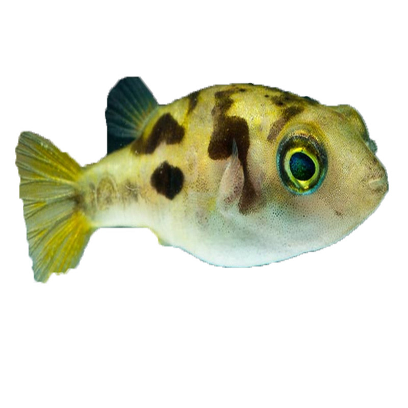 xj食用河豚鱼已处理半成品冰鲜2条约500g可开发票