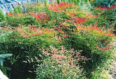 華北開花季節:夏季播種時間:夏季植物品種:月季播種難