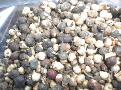 子暄 新采 金钱柳种子 青钱柳种子 幸福树种子工艺金钱柳/摇钱树种子