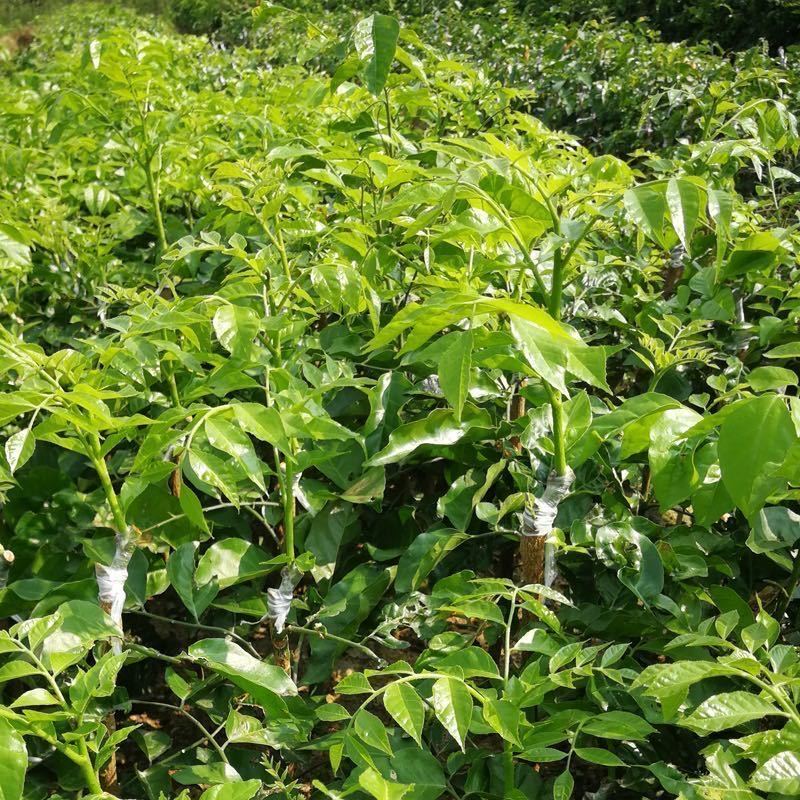 贵妃黄皮树苗鸡心黄皮苗嫁接果树苗当年结果黑黄皮南北方四季庭院 2年