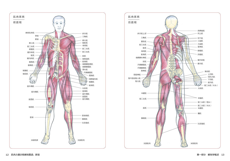 解剖图谱新版 肌肉健美训练图解书籍器械训练徒手训练和伸展训练教学