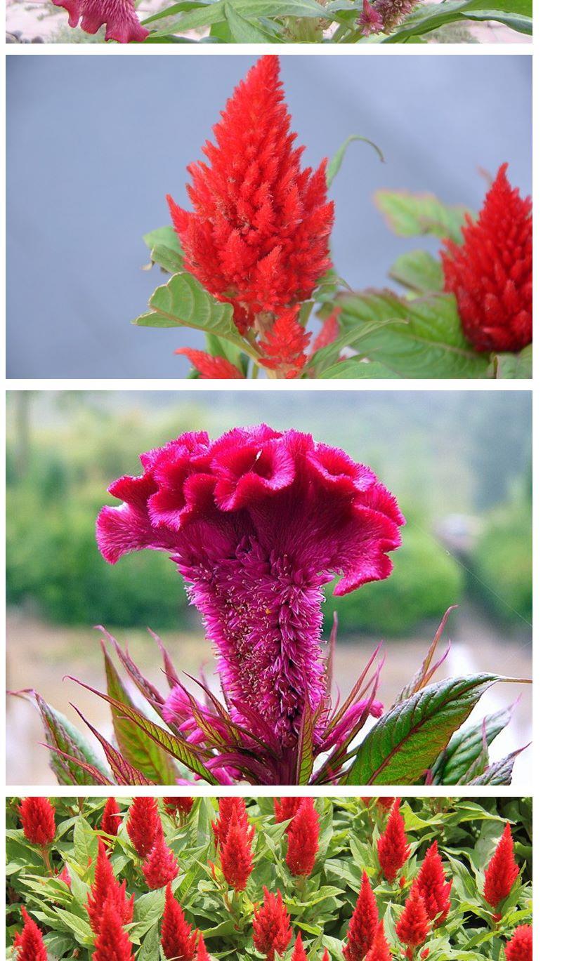 头状鸡冠花50粒头状鸡冠花种子凤尾鸡冠花阳台庭院盆栽观赏花卉