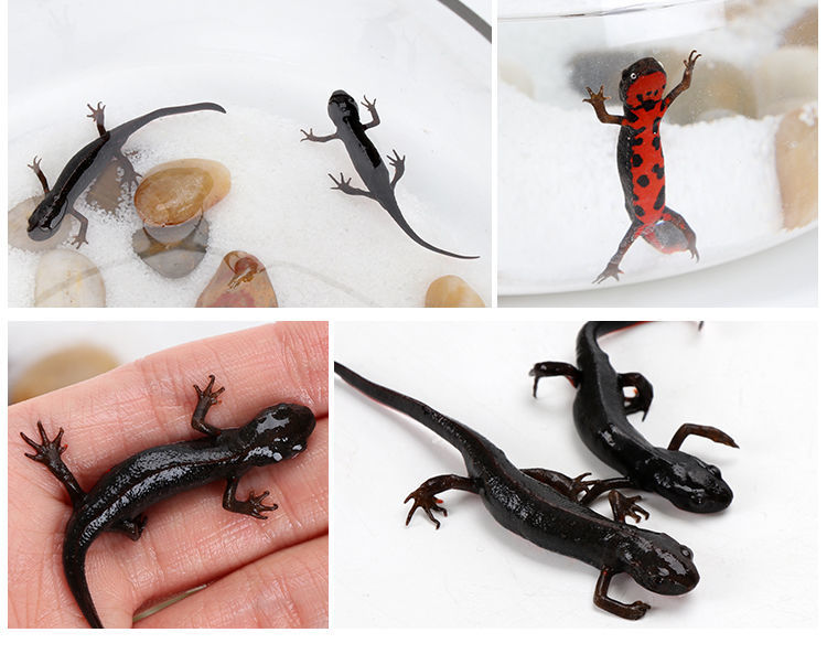 《小火龙六角恐龙活体鱼淡水好养耐活冷水鱼蝾螈清道夫观赏鱼清洁鱼