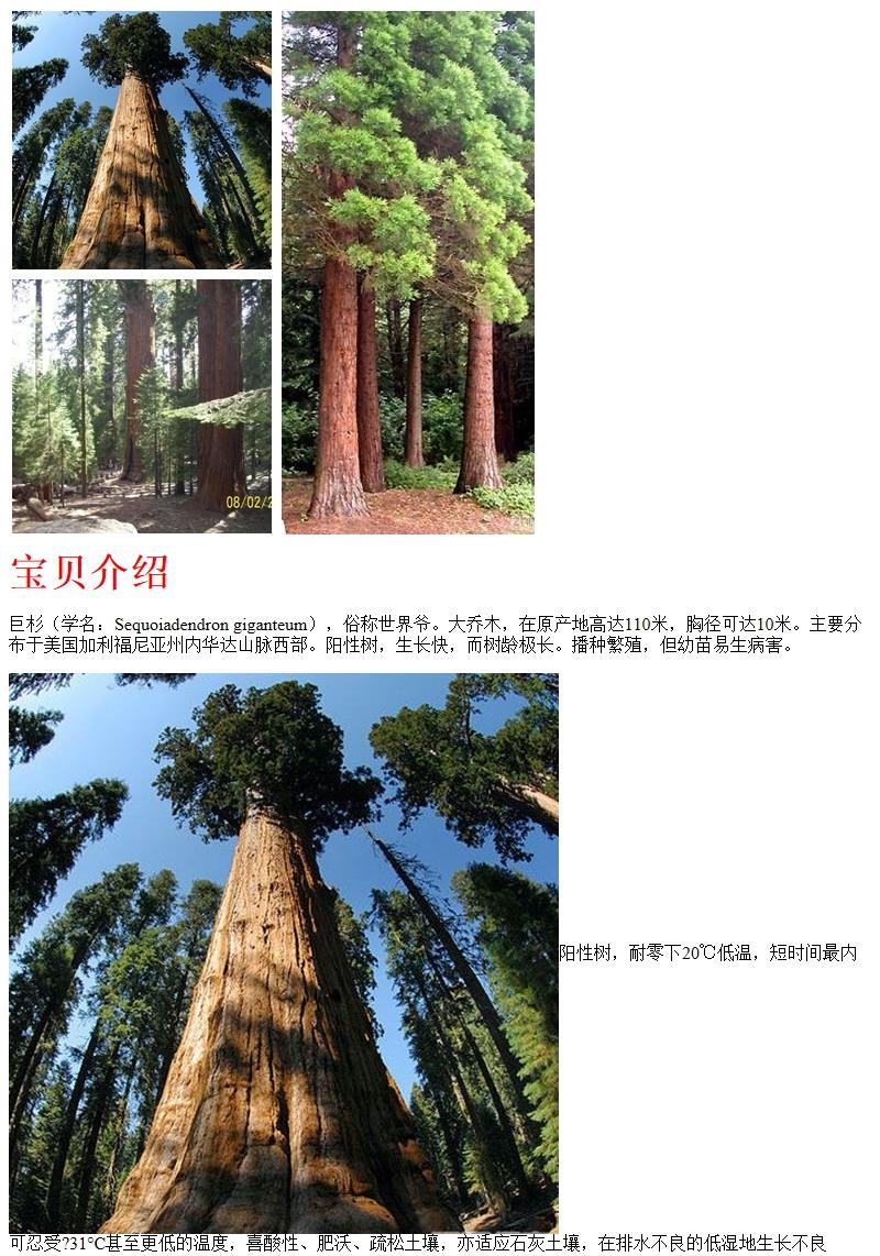 红杉树简介图片