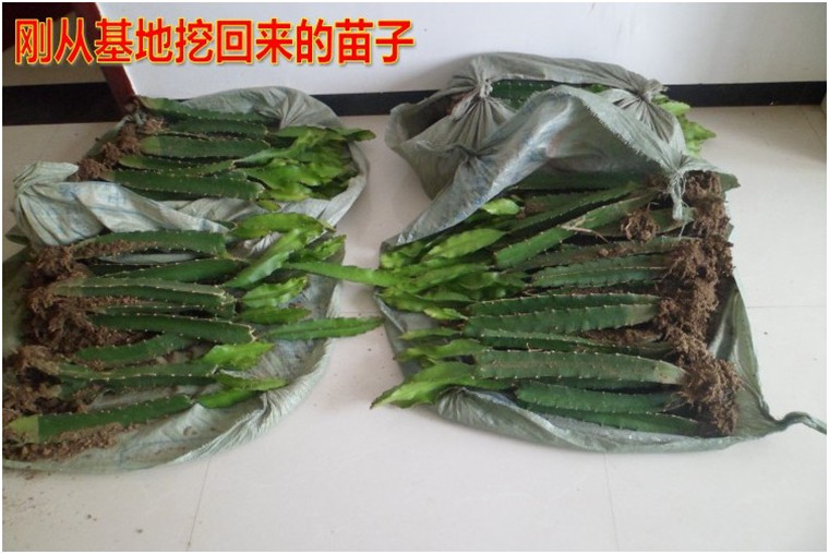 子暄买二送一火龙果苗庭院果树盆栽地栽红心白心火龙果树苗南方北方