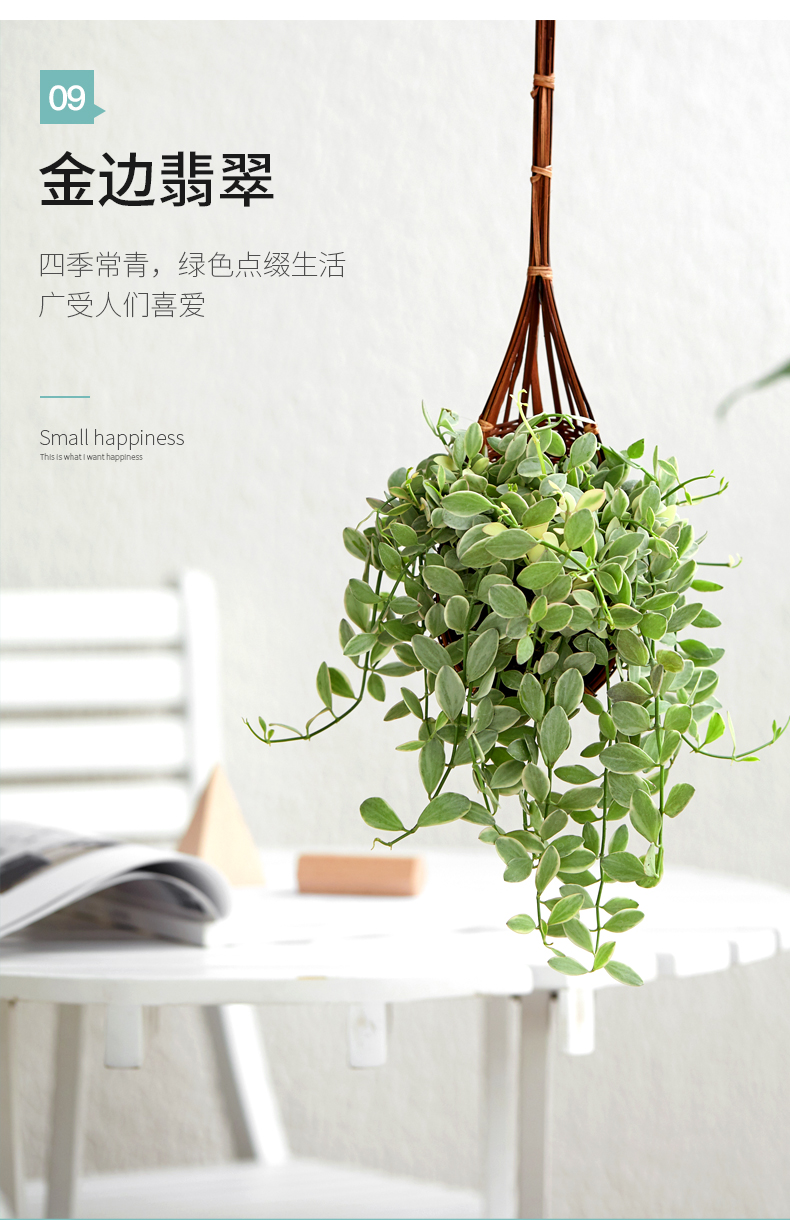 情人泪吊兰植物吊蓝花卉悬挂垂吊室内植物绿植盆栽新款盆景爱之蔓