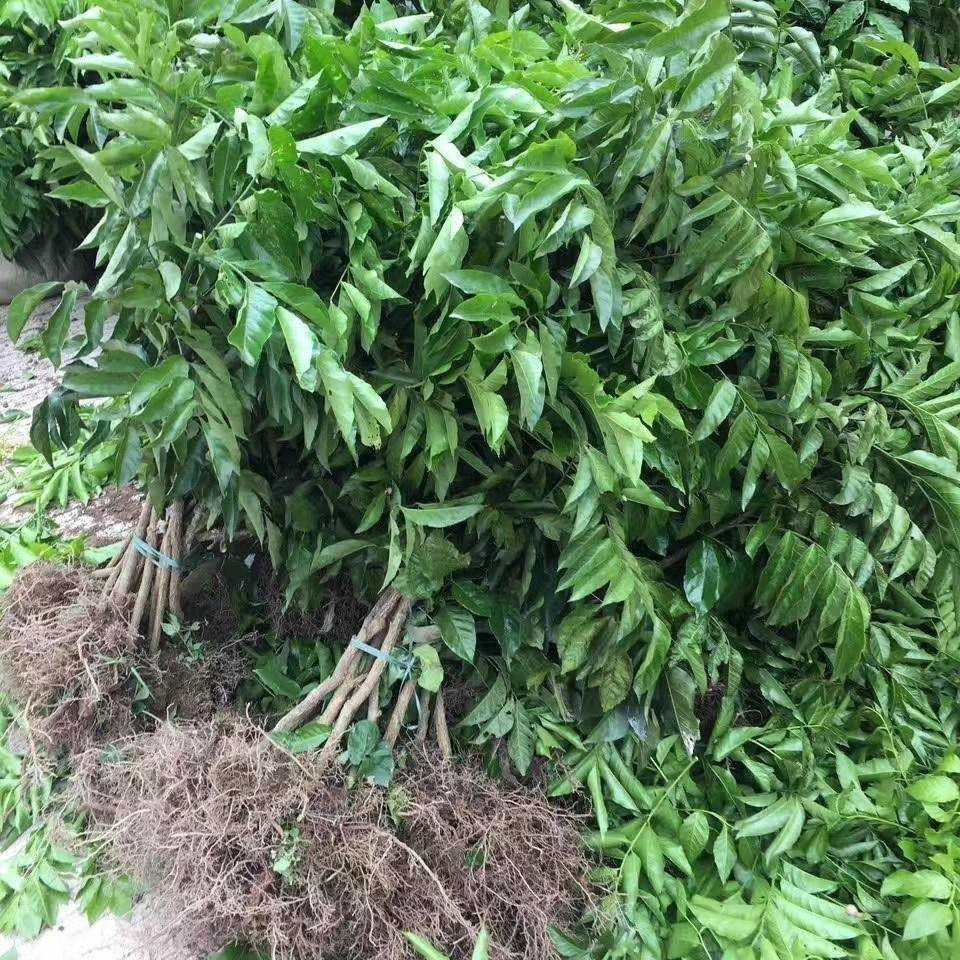 新品种黄皮苗紫色黄皮苗鸡心无核黄皮紫肉黄皮果树苗当年结果大鸡心