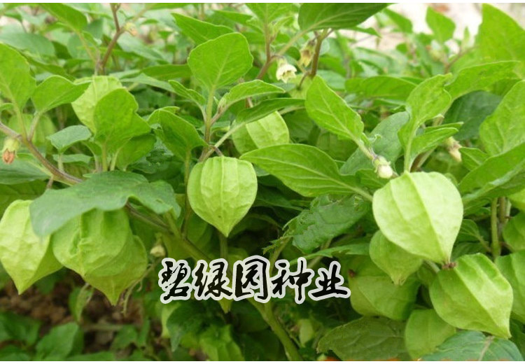 子喧野生姑娘红姑娘种子东北灯笼果阳台盆栽蔬菜浆果水果种子四季种