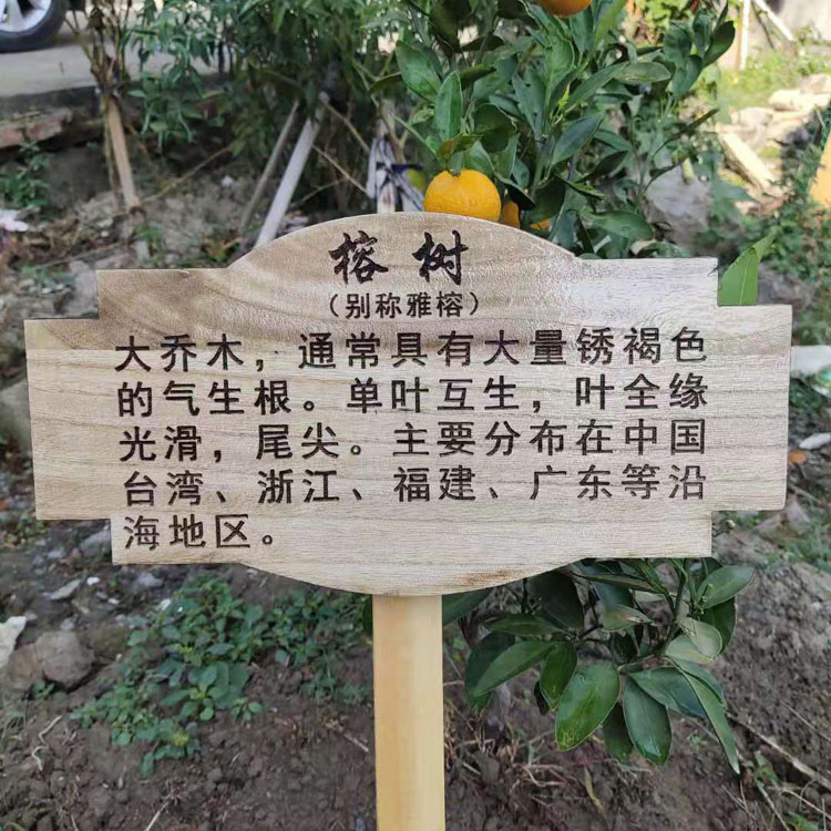 定製實木防水樹牌花園裝飾木掛牌幼兒園樹木認養牌插地木牌刻插地牌