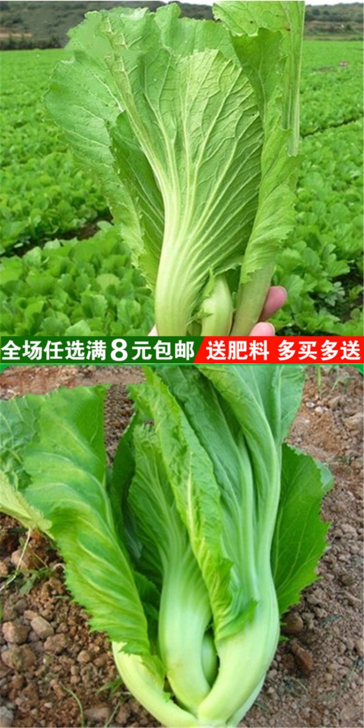 高钙菜种子包心芥菜种子庭院阳台种菜籽盆栽四季播春季蔬菜种子