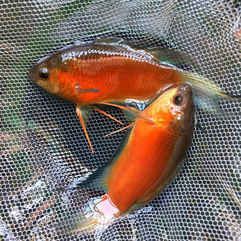 中国斗鱼改良无纹蓝澳火蓝蛇品种混搭巨普耐活好养观赏鱼白化斗鱼巨普