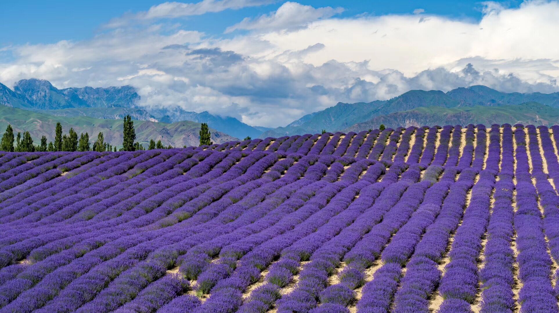优选好货薰衣干花粒填充物散装香包枕头香薰香袋薰衣新疆伊犁咨询定制