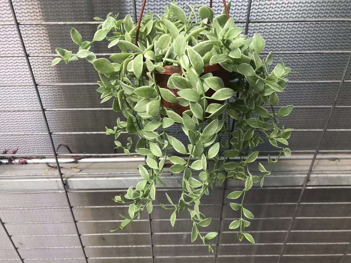 新品金边翡翠小吊兰长藤垂吊绿植适合种植阳台挂室内装饰易养活 金边