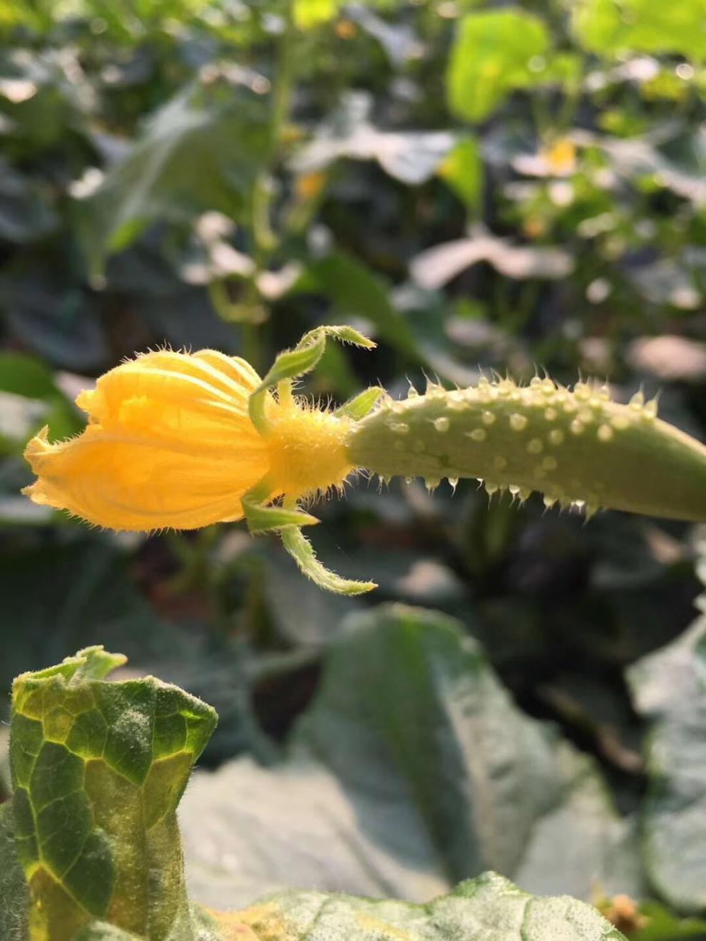 xj瓜新鲜现摘山东旱瓜白玉瓜自种水果蔬菜青瓜小瓜可开发票5斤