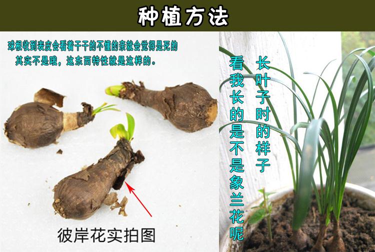 白色3球花盆营养土含盆彼岸花种子带盆土套餐曼珠沙华盆栽彼岸花种球