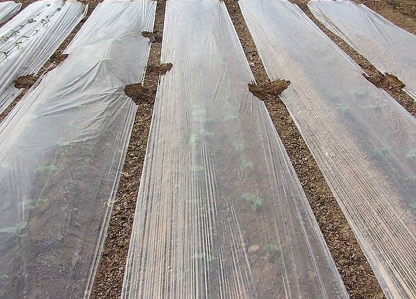 定做 地膜农用白色黑色除草膜塑料薄膜反光膜大棚膜果园农用膜黑色