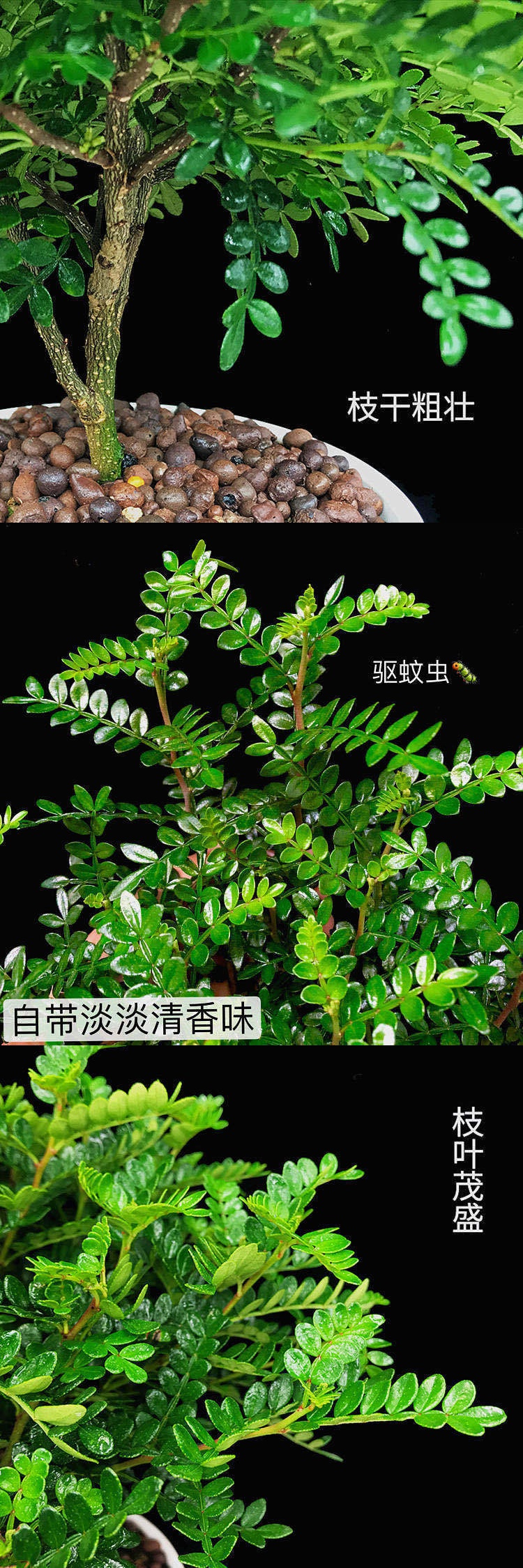 驱蚊草驱蚊驱虫清香木盆栽绿植植物室内四季常青净化空气盆景花卉团购